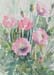 Bauernmohn