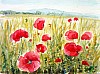 Kornfeld-mit-Mohn.jpg