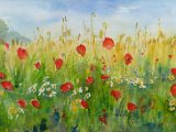 Kornfeld mit Mohn.jpg